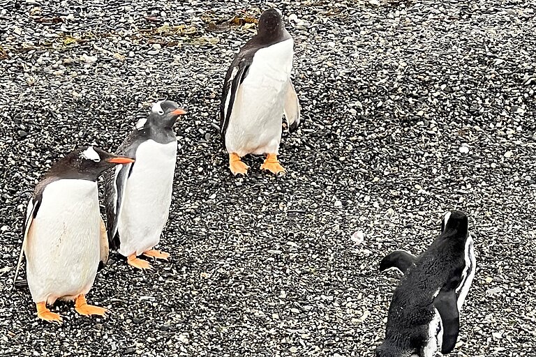 Ein Magellan Pinguin fühlt sich von drei Eselspinguinen beobachtet 
