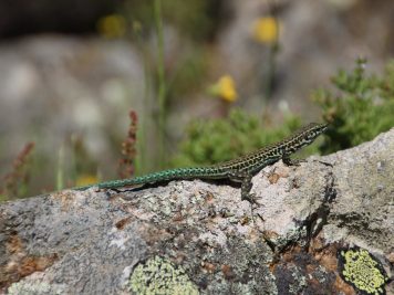 Korsika Wanderreise