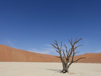 Akazie, Wüste, blauer Himmel