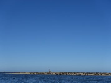 Robben, Meer, Namibia