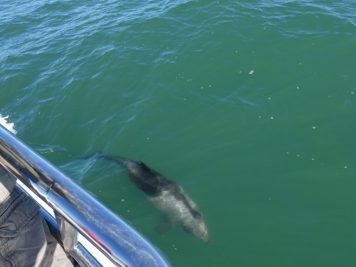 Delfin, Meer, Namibia
