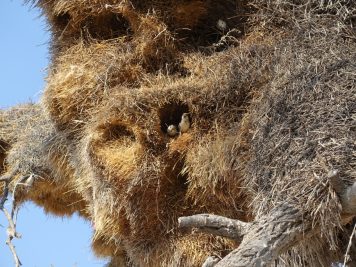 Rotel Tours, Namibia, Wanderreise