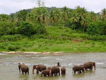 Rundreise durch Sri Lanka mit Rotel Tours