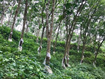 Rundreise durch Sri Lanka mit Rotel Tours