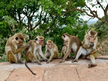 Rundreise durch Sri Lanka mit Rotel Tours