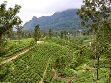 Rundreise durch Sri Lanka mit Rotel Tours