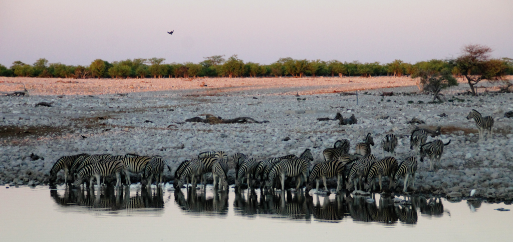 Namibia Rotel Tours Etosha Nationalpark