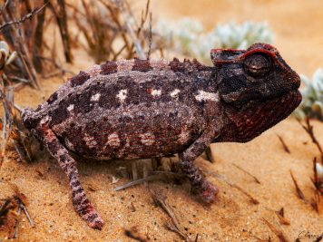 Namibia, Wüste, Chamäleon