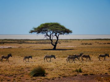 Zebras, Schirmakazie, Namibia, Nationalpark,