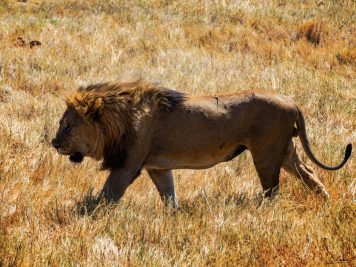 Namibia, Steppe, Löwe