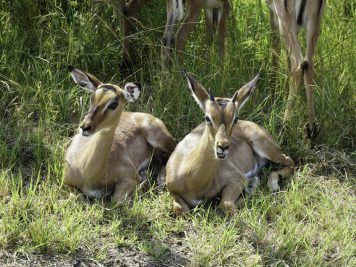 Mit Rotel Tours in Südafrika