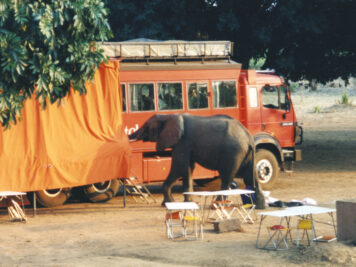 Elefanten, Afrika Rundreise, Rotel Tours
