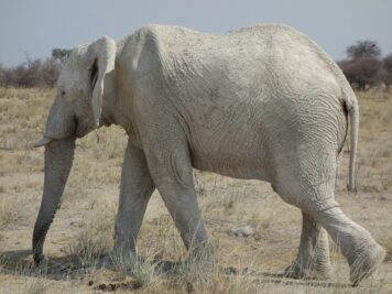 Elefanten, Afrika Rundreise, Rotel Tours