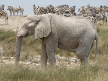 Elefanten, Afrika Rundreise