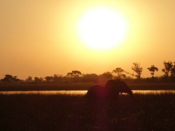 Elefanten, Afrika Rundreise