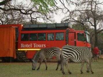 Mit Rotel Tours durch Afrika, Zebra