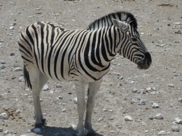 Mit Rotel Tours durch Afrika, Zebra