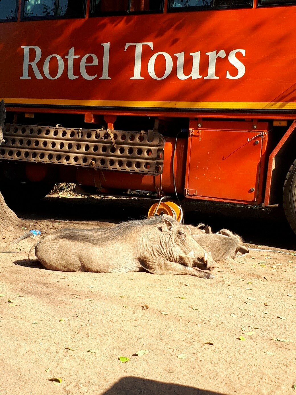 Mit Rotel Tours durch Afrika, Begegnung mit Warzenschweinen