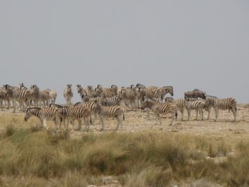 Mit Rotel Tours durch Afrika, Zebra