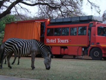Mit Rotel Tours durch Afrika, Zebra